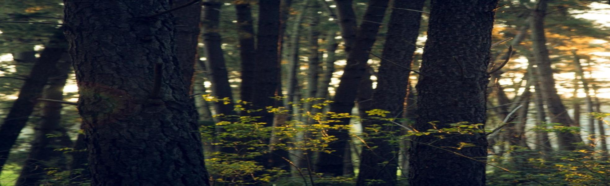 Assessing Carbon Neutral Organizations: A Step-by-Step Guide for Effective Evaluation.