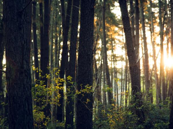 Carbon Neutral Road Map to Net Zero: Strategies, Benefits, and Certification Programs